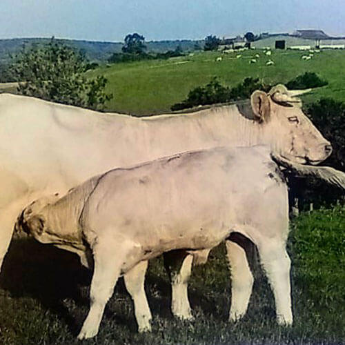 La ferme Lariest