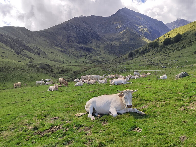 Situer les producteurs Alti Pyrénées Bio