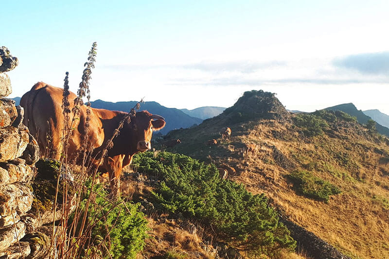 Alti Pyrénées Bio