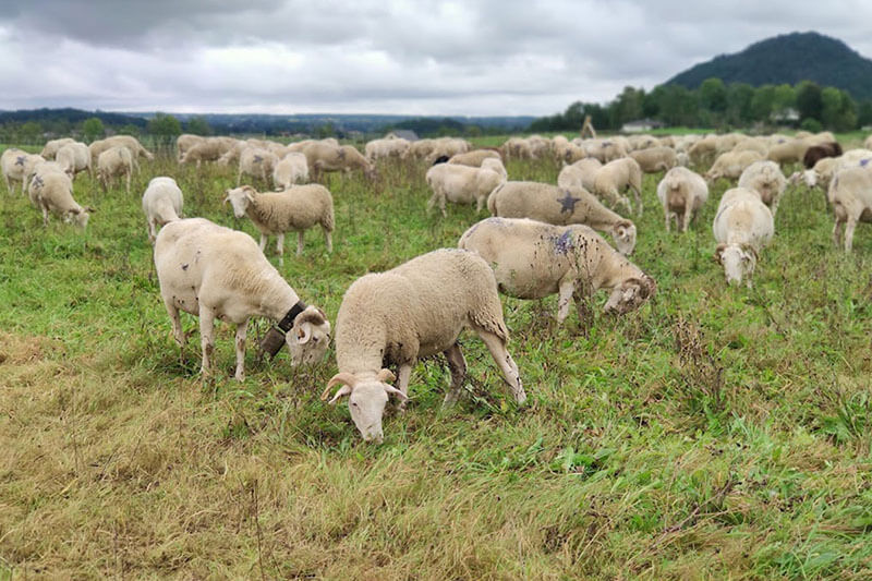 Alti Pyrénées Bio