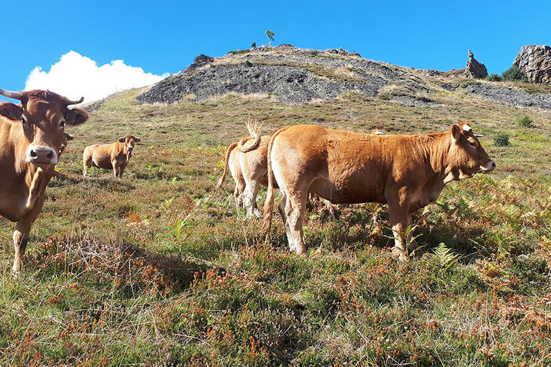 Alti Pyrénées Bio