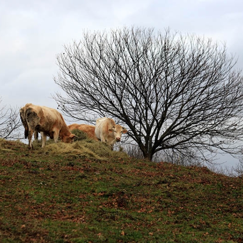 ferme-toffoli-04