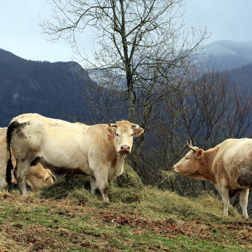 ferme-toffoli-06